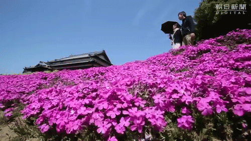 sizvideos:Husband spent two years planting flowers for his blind wife to smell - Full video