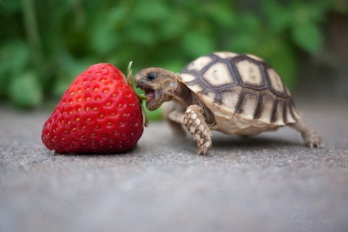 pardonmewhileipanic: the-nerdy-curvy-feminist: end0skeletal: This has been a baby turtle (and tortoi