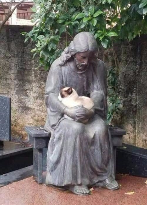 cuteanimals-only:  if it fits, i sits