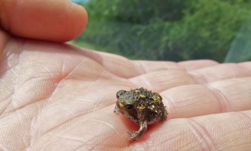 lovingexotics - Baby Bushveld Rain Frog Breviceps adspersus ...