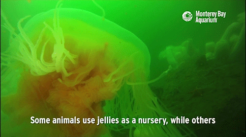 montereybayaquarium:  Jellies play many roles in the ocean ecosystem, from predator to prey. They’re also prime real estate for open-ocean hitchhikers, including crabs, barnacles and fishes! 
