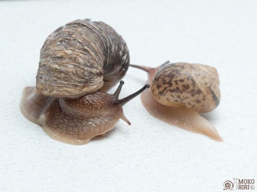 Elderly Snail and Young Snail &amp;高齢のカタツムリと若いカタツムリ&amp;
