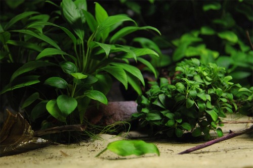 blackwaterbubbles:  African River biotope by Eugeniy Lukyanchikov