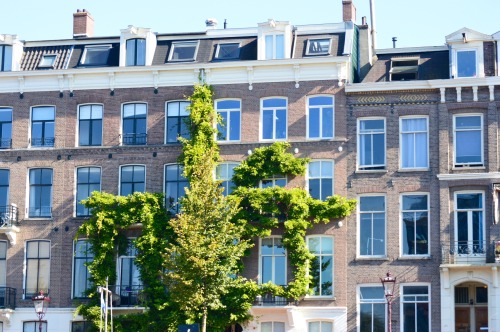 Amsterdam Windows 15