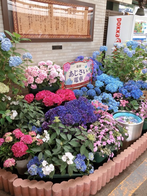 himerune:1349 #紫陽花instagram.com/p/BkeZSKeBDKr/