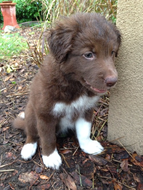 chumbukkit:  I got to pet so many pups today 