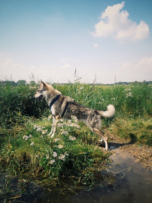 the-little-wolfdog:Still exploring our new surroundings:)