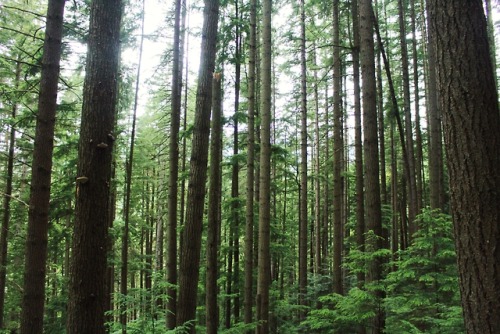 matchbox-mouse:Rainy day in the woods, Vancouver.