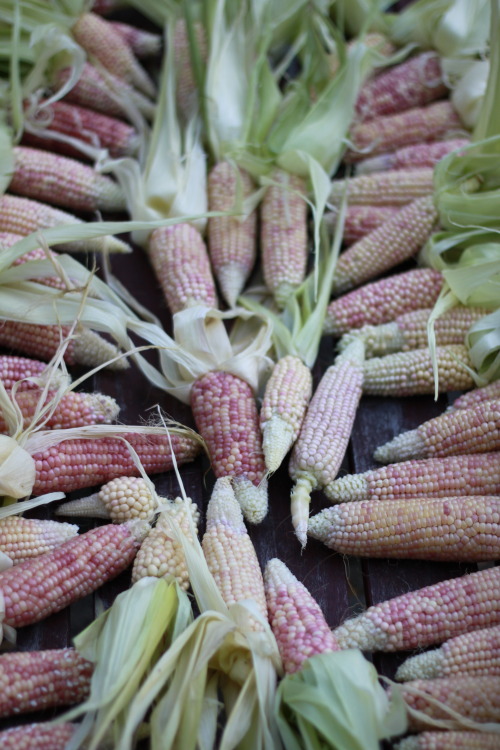 starryowl5:Our first attempt at growing a patch of corn, pink popping corn! Just need to dry it out 