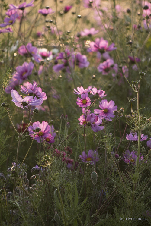 Sunlit Beauty - for Amy @amymontico Happy Birthday Amy! Thank you for your friendship!riverwindphoto