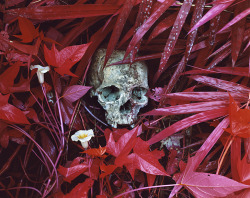 melodyandviolence:   color of endless war  (  Congo  ) by Richard Mosse 