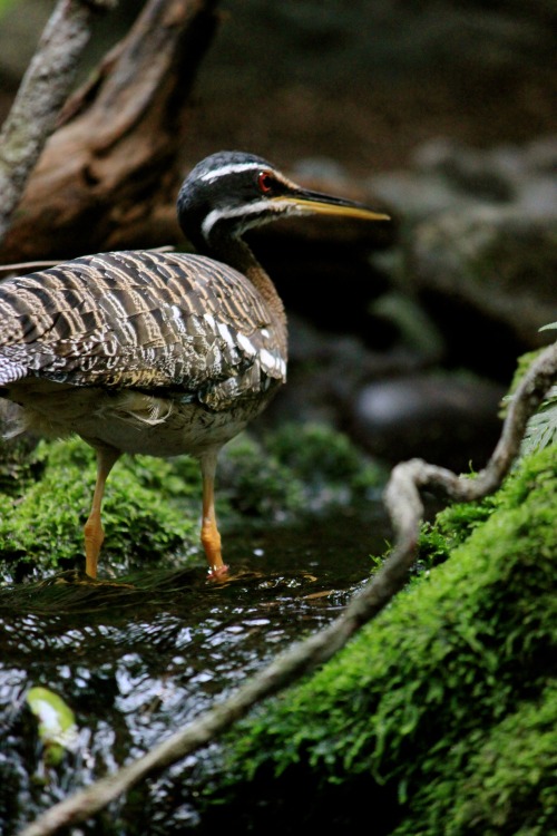 avian photography