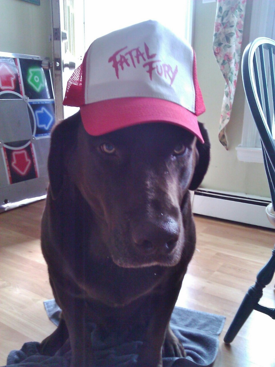pablokm:  the legendary hungry (chocolate) wolf  AHAUHAUHAUHAUH ESSE DOG É FODA