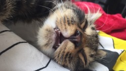 Unflattering Cat Selfies