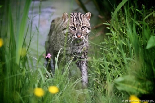 A damp Fishing Cat emerges from the water at WHF Big Cat Sanctuary…