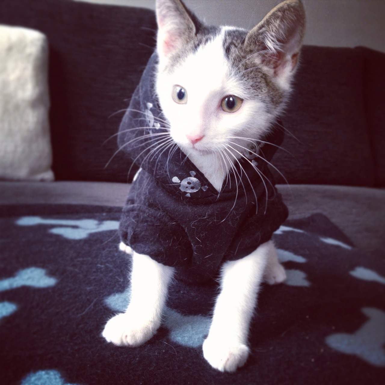 shamelesssilver:Does he look good or what!