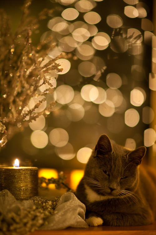 Candlelit Cat2 (by mikereidphotography)