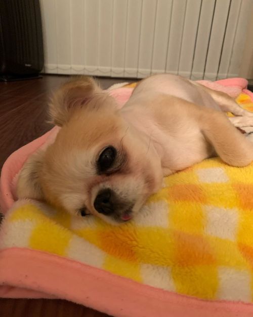 おやすみ〜#dog #chihuahua #ちわわhttps://www.instagram.com/p/CEt0XjCD831/?igshid=129p57nep1xus