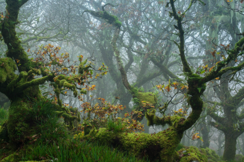 Porn Pics tulipnight:  The Haunted Wood by Andy Farrer