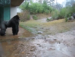 sizvideos:  Gorilla forgot his umbrella (Video)