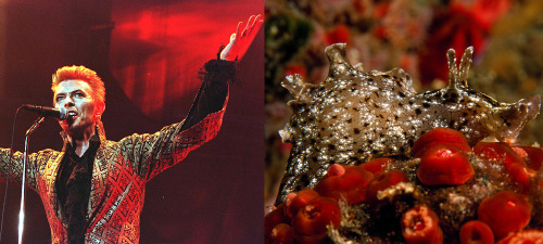 King of the World. Requested by @ladycalyps0Bowie :: Nudi