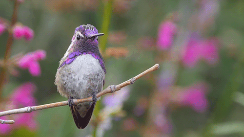 naturegifs:Costa’s Hummingbird | Don DesJardin
