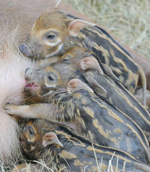 zooborns:African Red River Hog Piglets Are a First for Zoo MiamiZoo Miami is celebrating the birth