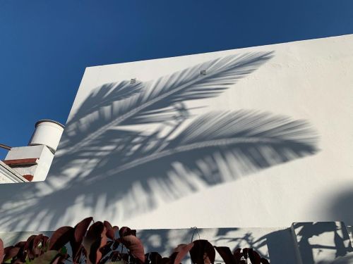 Rectas y sombras #villadelparque #buenosaires #bsas #igersbsas #verano #sombra #luz #palmtree #palme
