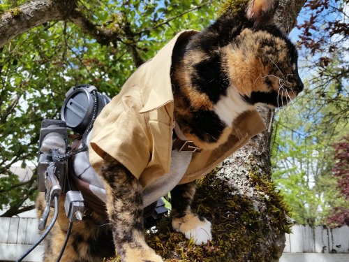 Sex animechase:  Amazing Attack on Titan Cat pictures
