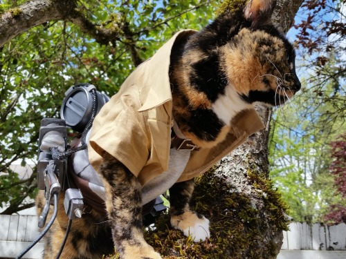 animechase:  Amazing Attack on Titan Cat CosplayAnime: Attack on Titan (Shingeki no Kyojin)Description: This amazing cosplay costume was actually hand made by this cat’s owner. Show the Artist some love, and visit their page for even more costumes!-