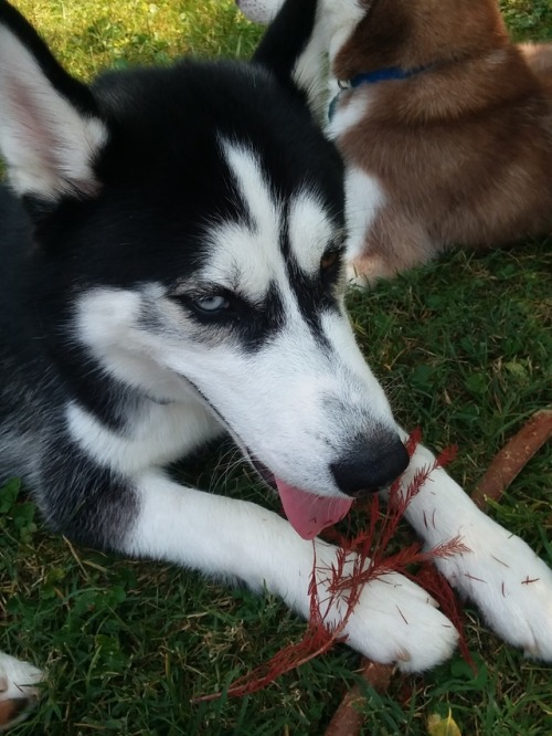 huskerpuppers: We don’t always have to put everything we see into our mouths, Harvey.