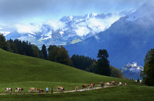 In Gruyeres, western Switzerland, from mid-May to mid-October, the fifth generation of the Murith fa