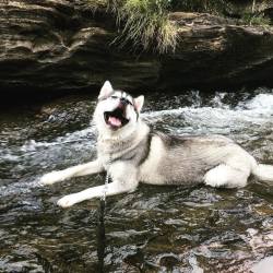 Awwww-Cute:  My Husky Loves Water, The Look On His Face Says It All! He Loves Life