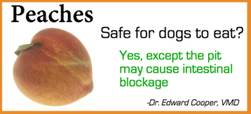 birbb:  i saw this on imgur and well, even if something like this is going around on tumblr already it is important.Edit: Apparently I’ve been informed and did some searching around, citrus fruits (oranges, lemons, limes) are toxic for dogs/animals.