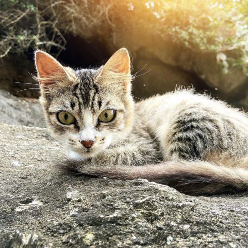 Gatinho carioca. . . . . . . . . . . . . . #vscocam #vsco #vscocambrasil #vscobrasil #vscocambrazi