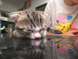 danadelions:  kitten fell asleep oN MY TABLET