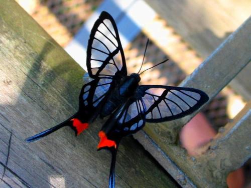 nossamaenatureza:  Chorinea octauius, encontrada na América do Sul. Octauius Swordtail (Chorinea octauius), found in South America. 