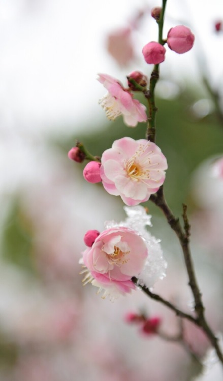 fuckyeahchinesegarden:red plum blossom in chinese garden