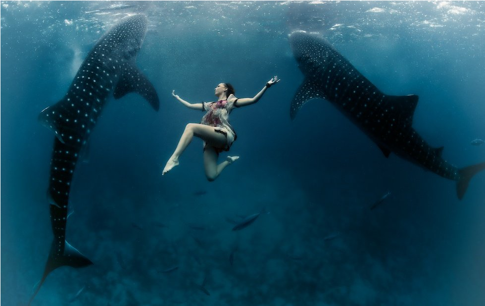 sixpenceee:  Whale Shark Fashion ShootThese pictures of endangered whale sharks along
