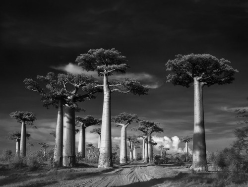 crossconnectmag:Ancient Trees: Beth Moon Spends 14 Years Photographing World’s Oldest TreesBet