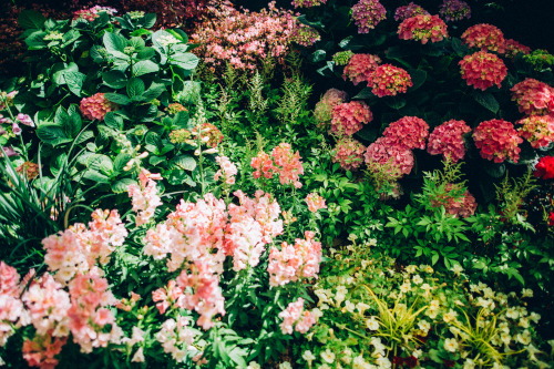 ashleyosborn: My day at the Garfield Park Conservatory (Chicago, IL). Rooms upon rooms of every plan