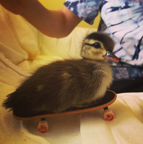 niiiiiiiiick:  catsbeaversandducks:   Don’t Be Sad, Look At These Baby Ducks If you didn’t already know, baby ducks are pretty much precious little nuggets of joy. They have been clinically proven to cure depression and disease and all other problems