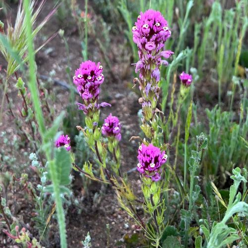 #CastillejaExserta / #PurpleOwlsClover in the #ValleyFire2020 burn area. I didn’t see any of t