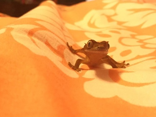 princeofgecks: New to the world, already screamingSame, little one