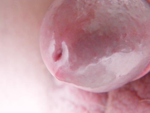 gallardocolour:Some real close ups of my small cocks head with some precum.