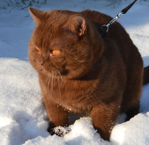 ellaenchanted2004: signorinasanfi: Choco Cat in all his British Shorthaired Majesty holy fuck