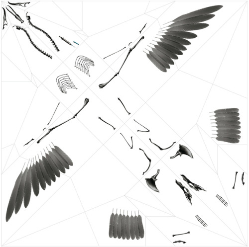 seluded:  Oritsunagumono: X-Ray Origami by Takayuki Hori Takayuki Hori has created this stunnin