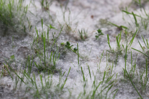 Almost like snow. Aspen downy fluff is covering the grounds.