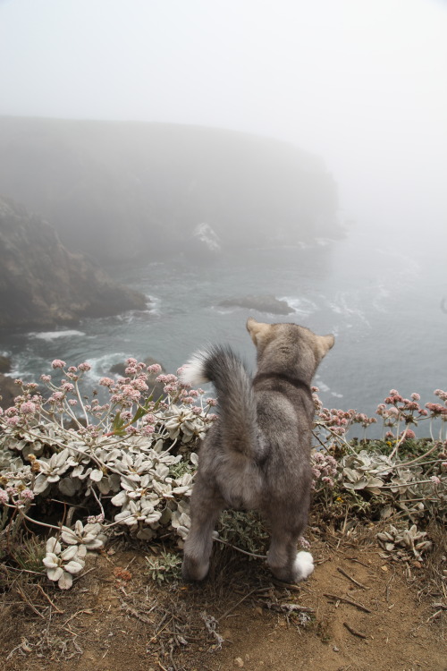 dayzea:baby being curious bout the lost coast