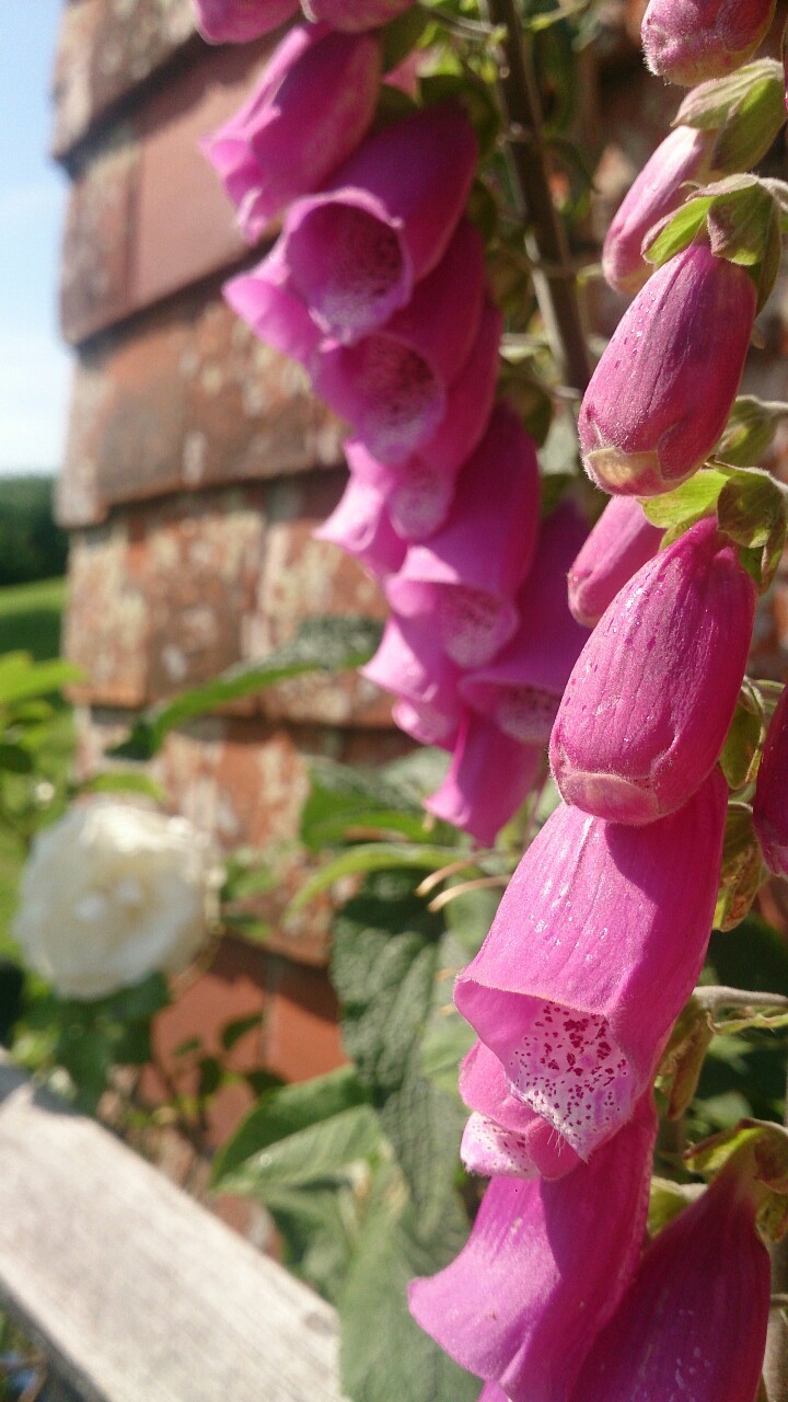 Prince of Wales rose and foxglove. 